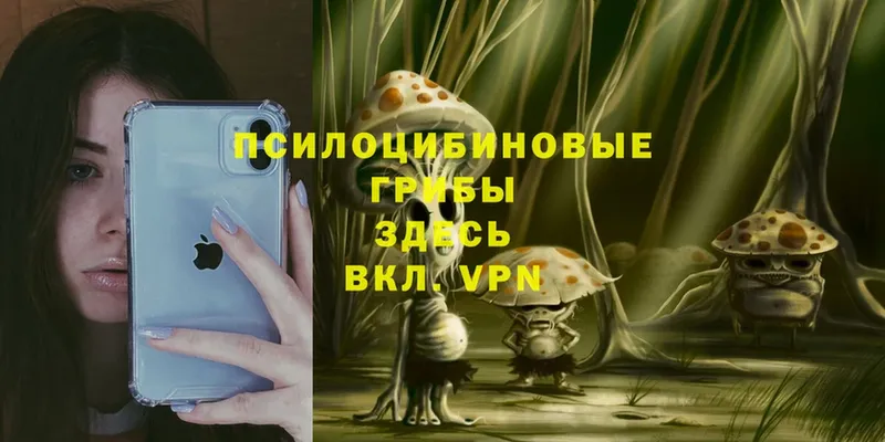 Галлюциногенные грибы Psilocybine cubensis  Боготол 